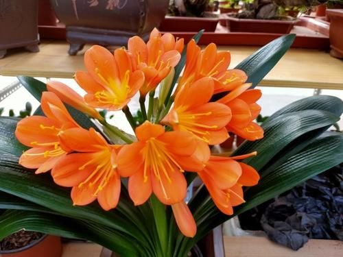 君子兰不长新叶，养护方法问题，及时补救，让君子兰恢复生机