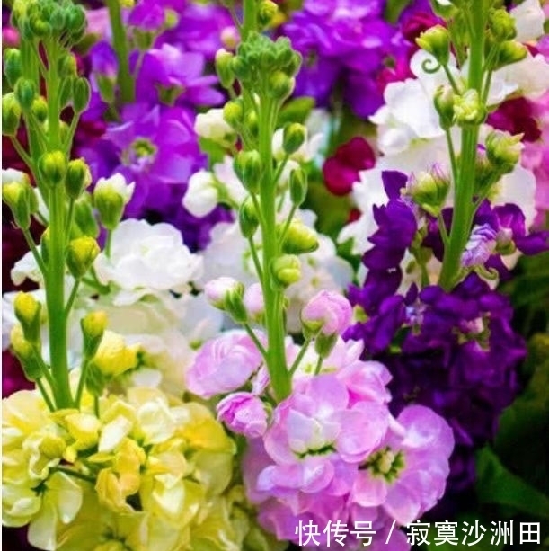 好养|此款花卉便宜又好养,丢到阳台,四季有花开,一养就上瘾!