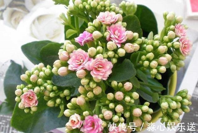 枝条|家有长寿花，还没“修剪”小心晚了时间，秋天不开花！