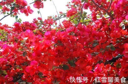 棒棒糖|3种木质花卉，开花漂亮花期超长，越养越漂亮，是盆栽佳品！