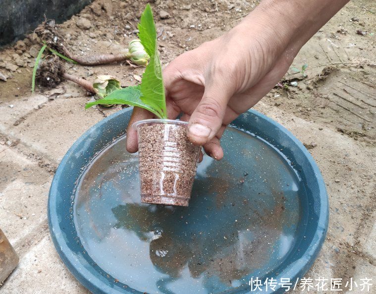 生根|5月可以扦插四种花，只要温度高，见土就生根