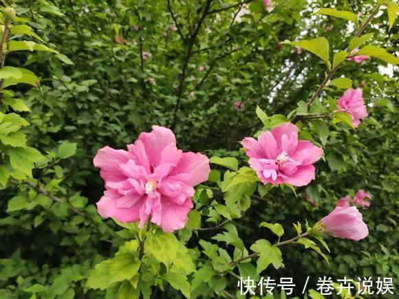 南瓜花|农村的4种花，味道比“鸡肉”香，煎炒煮汤，是一道美味！