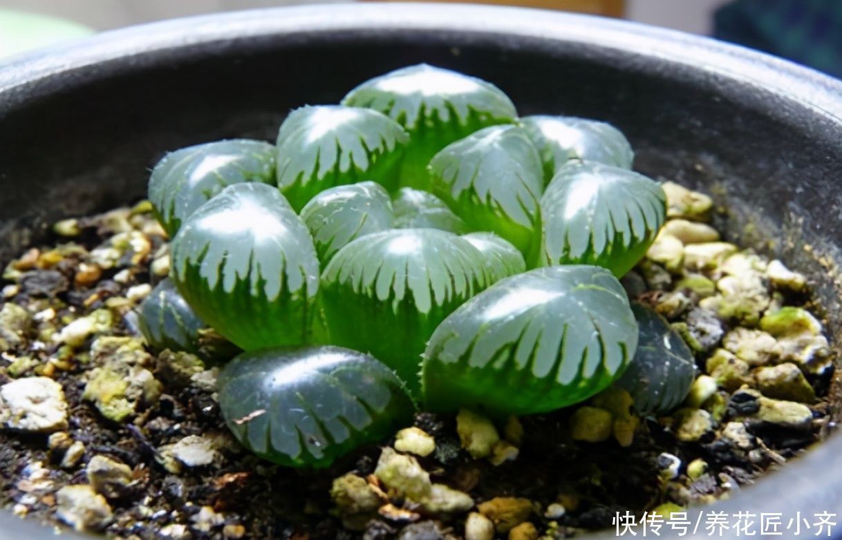 根系|多肉玉露,阳台养就2个要点,养得圆润饱满,晶莹透亮像“水晶”