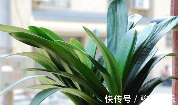 光照|君子兰难开花在盆里埋点“它”,花剑蹭蹭窜,叶子油绿开爆盆!