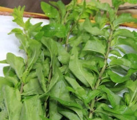 并非所有野菜都是“天然药”，别吃第6个，来了解下原因