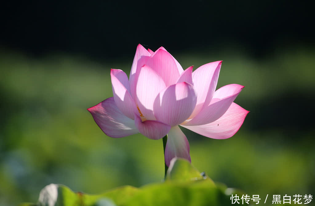 荷花|广西柳州：芒种到 荷花绽放正艳