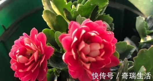冬天|爷爷养长寿花,20天喂1勺“它”,花苞冒出来,开花200朵