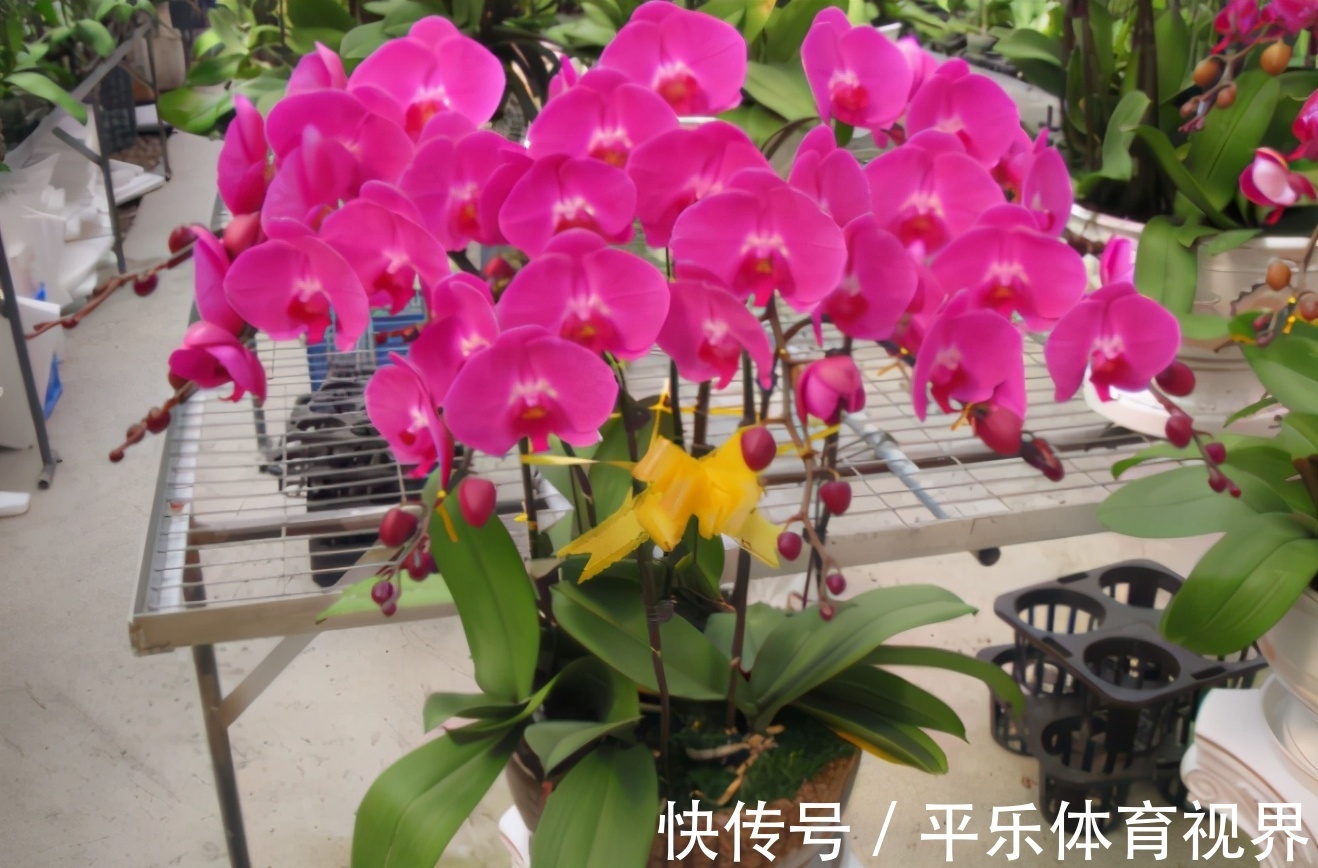 生活中哪些材料富含钾元素，该怎么处理拿来养花？