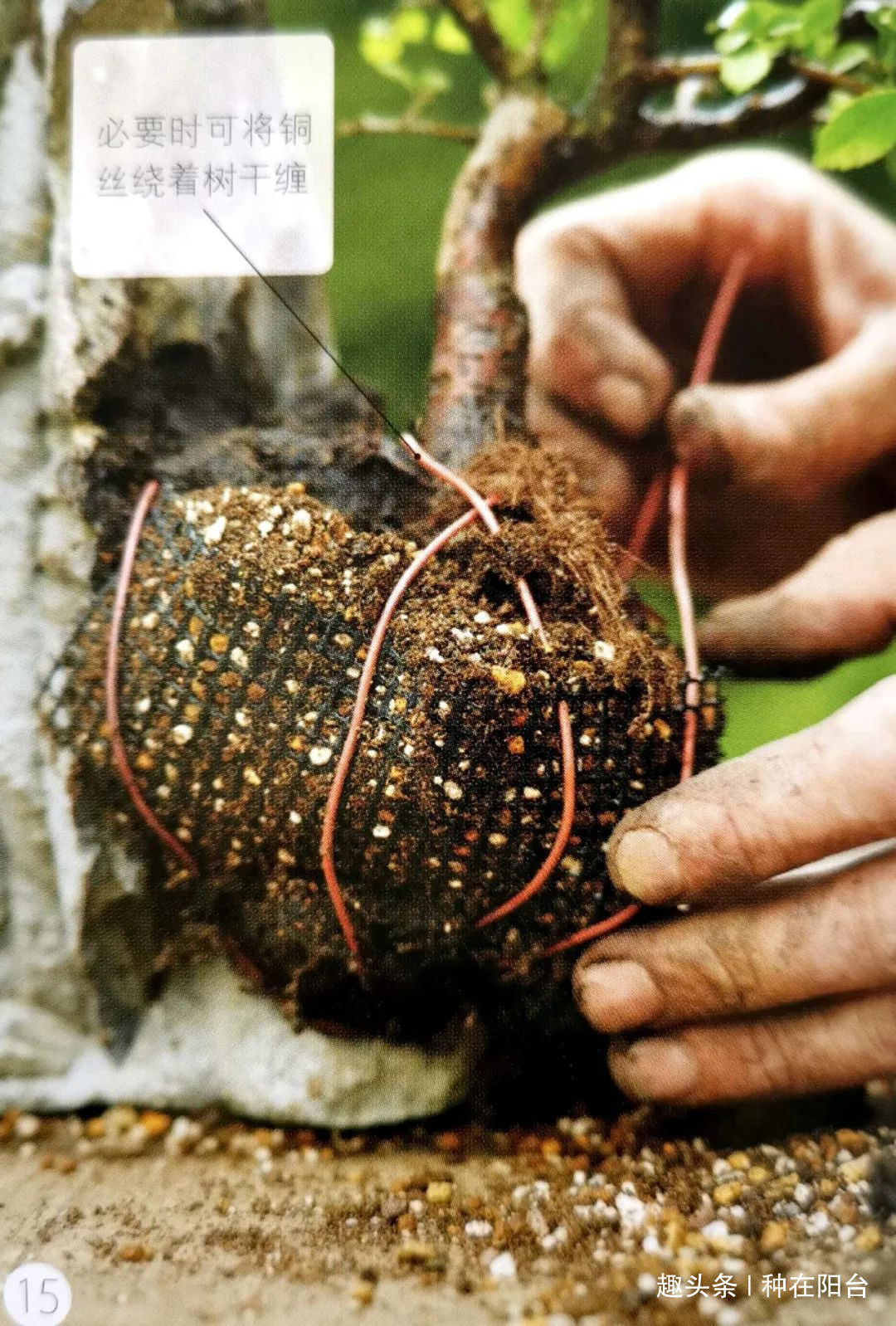 网篮|山水盆景不是非“水”不可,看山石与树木如何演绎一道山水盆景!