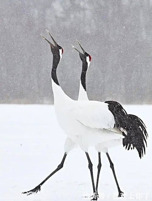 卜算子$瑞雪纷飞满树花,梅花绽蕊万点红(原创首发)