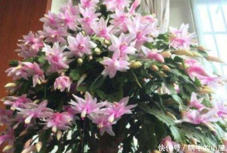 阳台养此几款花,好养又漂亮,开花特别多,新手也能养很好