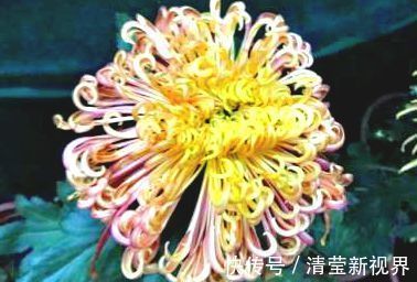 喜欢菊花，就养盆“珍贵名菊”盘龙环球，似红艳娇娘，高冷秀丽
