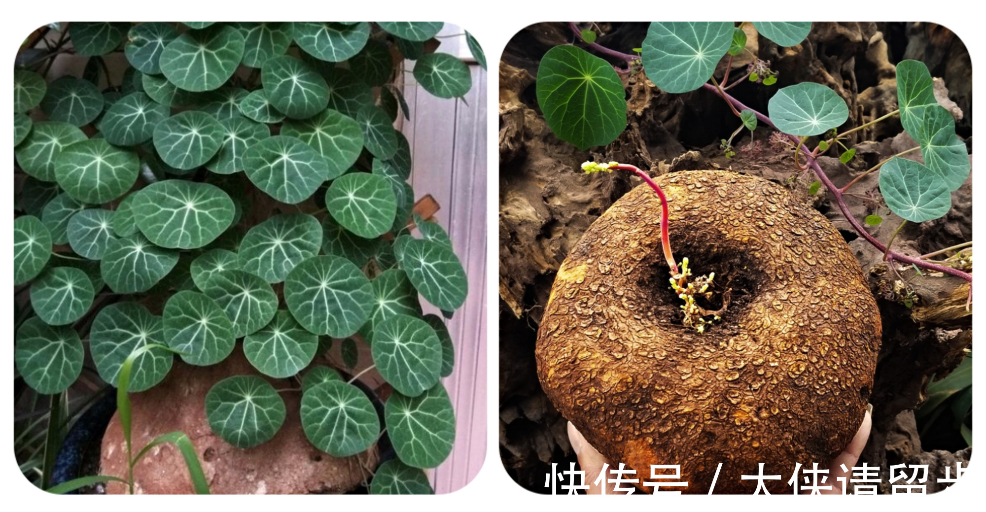 兰花|“人养花三年,花养人一生!”家居盆花100种,总有几款你喜欢