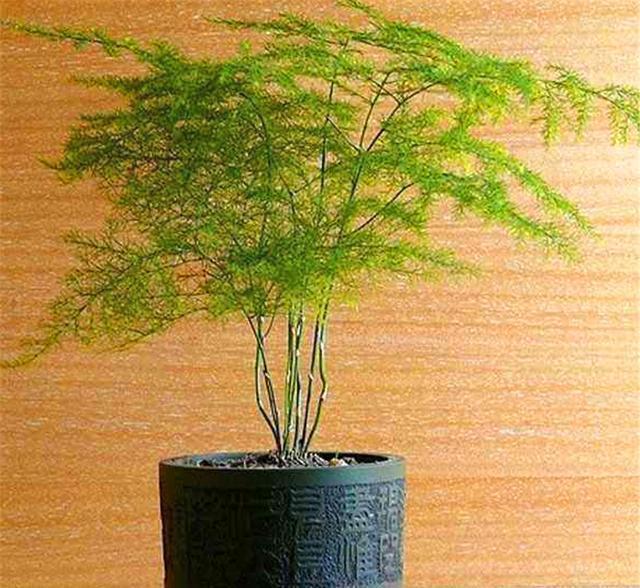 文竹|文竹有“3怕”,难怪叶子发黄还烂根,学会了四季常青,枝繁叶茂