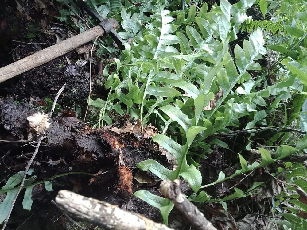 本草纲目拾遗|一种生姜,石头缝里才有,看到别随意挖,它是珍贵的“骨碎补”