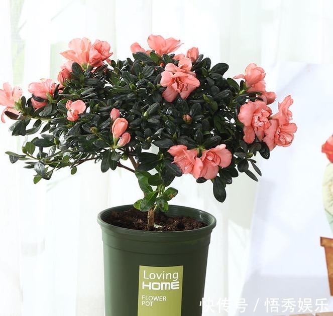 大田|以下5种盆栽花卉,可以任性浇水,水浇多了不会死反而疯长