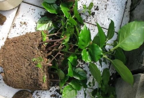 为花卉换盆，少做这2件事，等于白忙活