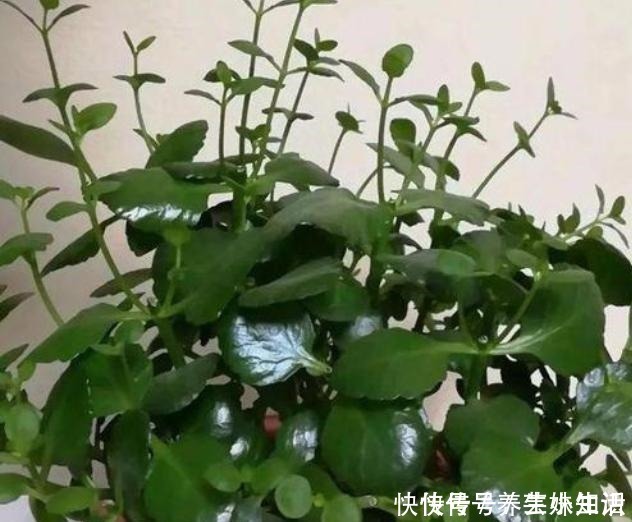 烂根|养花忌讳“3件事”,做错一个也不行,怪不得老是养死花!
