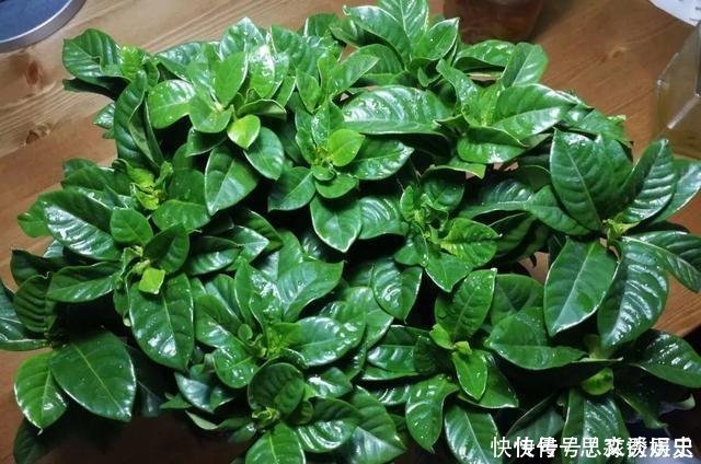  10米长的绿萝,阳台放不下了,看看他是怎么养的吧