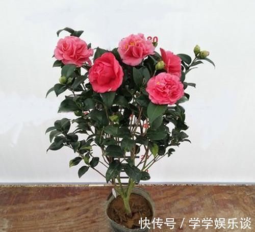 此花是茶花之王,拥有九心十八瓣,花色鲜红,比牡丹美,比兰花香