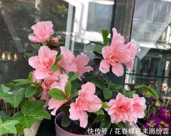养殖杜鹃花该怎么浇水掌握5个要点,枝叶长得旺、盆栽易开花
