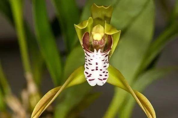 最全的兰花大鉴赏,看看你都见过几种兰花!