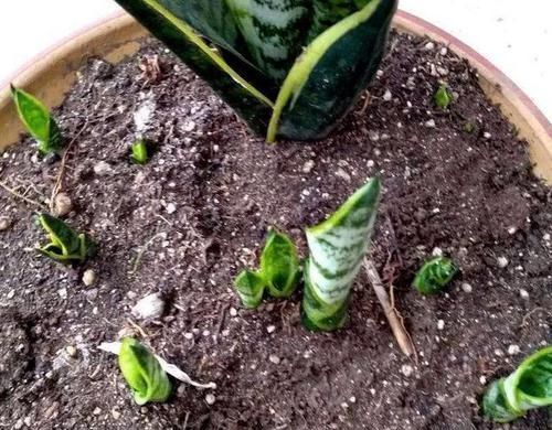 满处|虎皮兰盆里放2种东西,小芽满处钻,叶子坚硬还翠绿