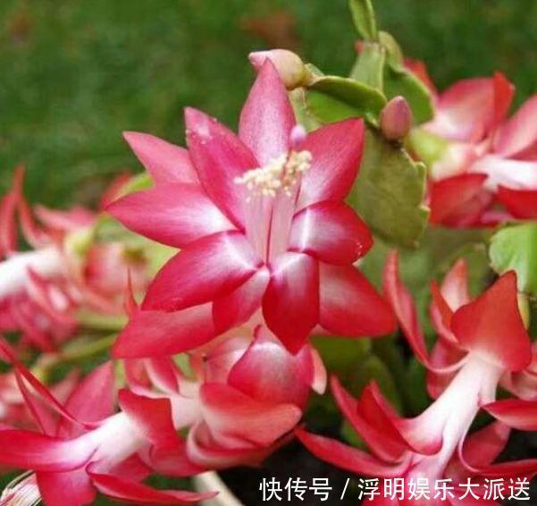 花期最长的“4种花”，福运财运旺，新的一年幸福满满！