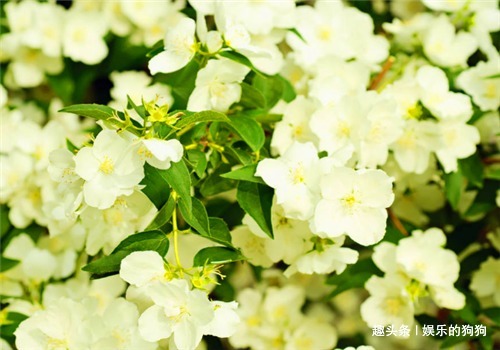 白刺果|女性不想显老,不妨多吃此食物,排毒养颜,补血美容,增强记忆力