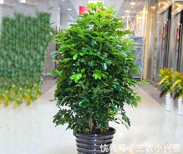 阳台养花要“讲究”,这3种“再丑”也要养一盆,镇宅又旺运