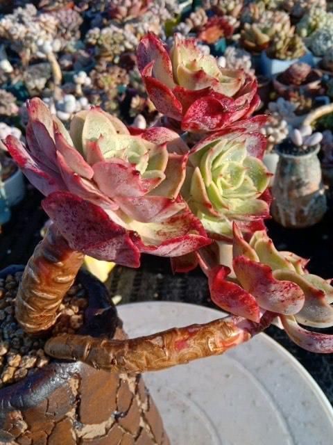 来自“童话里”的6款多肉,满满都是回忆,听名字就很想养上一盆