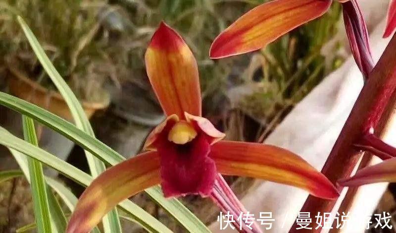 腐熟锯末养兰是个宝,该如何腐熟,怎样使用