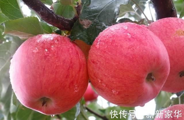 决明子|天然的“降脂”食物,每天吃一点,清血管,越吃血脂越稳