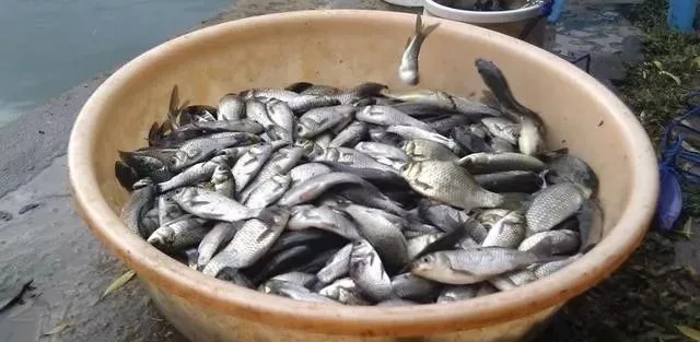 小技巧|冬钓时,用上以下2个小技巧,你将更顺利地钓上那些轻口呆鱼