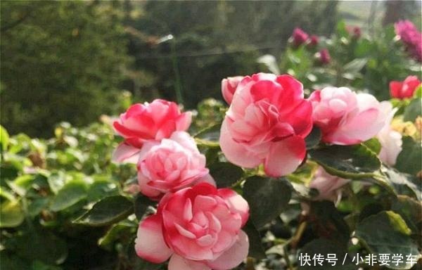 四季开花的花,我建议你养这1种,开花多多,比玫瑰和茶花都漂亮!