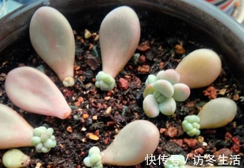 天冷扦插花草，技术再娴熟也没用，只有做到这些才能早生根发芽