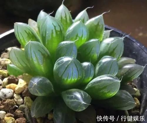 10种长相很怪异的盆栽植物,都很适合养在花盆里