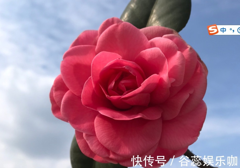 三角梅、月季、栀子花总是不开花，几个小技巧，一年四季爆盆