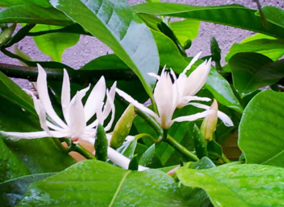 小齐|夏天可以买3种花，它们的共同点是：夏季开花，香味浓郁，好养活