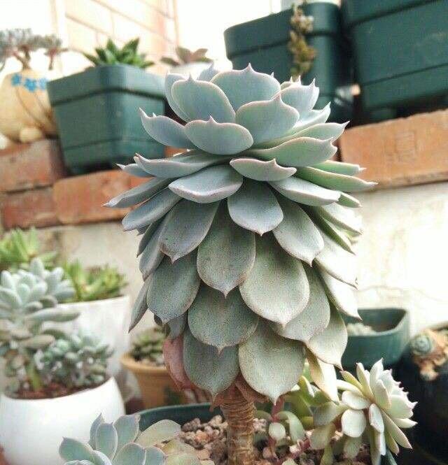 多肉叶片下翻怎么办2招就搞定,越长越壮,变成姿态优美的老桩