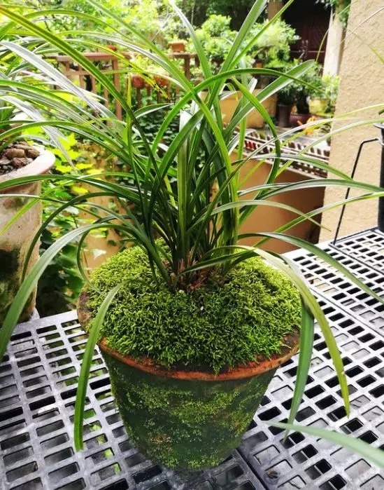 等我们老了,找个院子,清晨养花,傍晚喝茶。