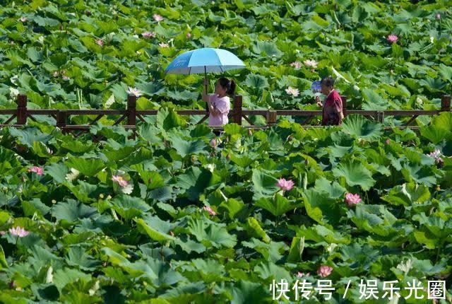 白云湖街道|济南白云湖生态优先绘美景