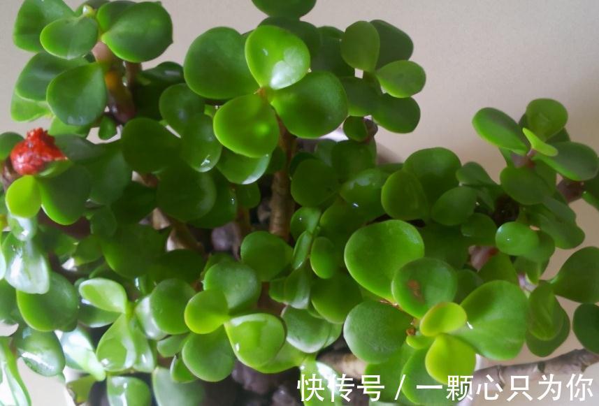 立冬过后，买3盆吉祥花养家里，十分上档次，你喜欢吗