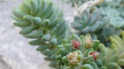 原来如此,这些多肉都是凝脂莲杂交而来的,你养了几种