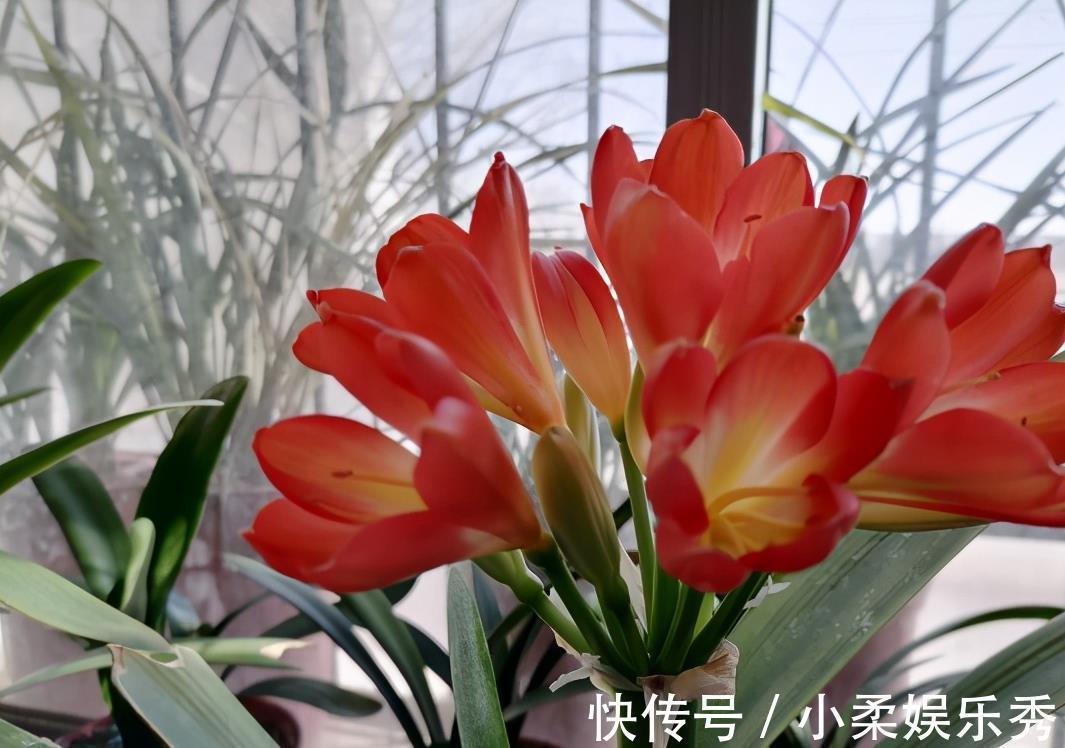 授粉|“掐准”时间养君子兰,花期延长20天,花箭猛窜,花枝泛滥