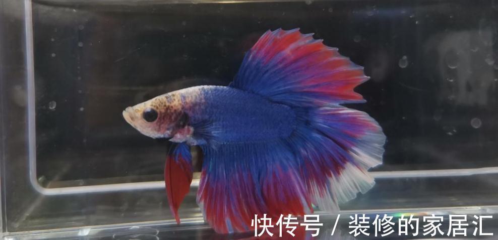 冬天的萝卜是个宝！教你个新做法，爽脆鲜嫩，全家老少都爱吃！