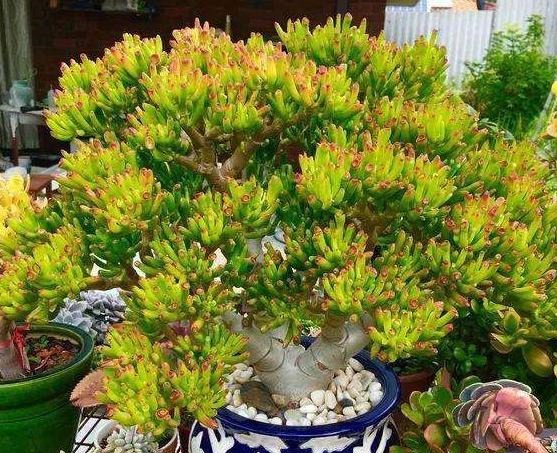 多肉吸财树天热怎么养掌握3方面，翠绿的叶子''红''了