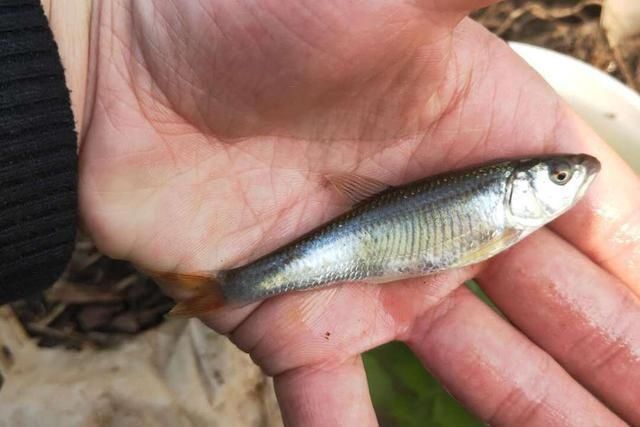 小编|河里钓了条鱼,外观像白条鱼,嘴型像马口鱼,求鉴定,这是什么鱼