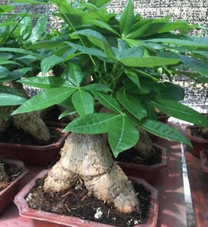 救回来|盆栽发财树如何做好日常管理掌握4点,黄叶烂根也能救回来