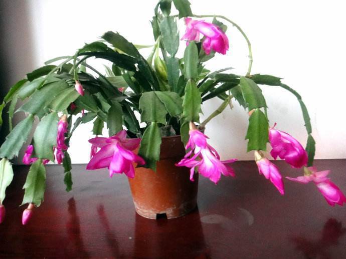 冬天只养这2种“花”,尤其是第2种,零下8℃也能活